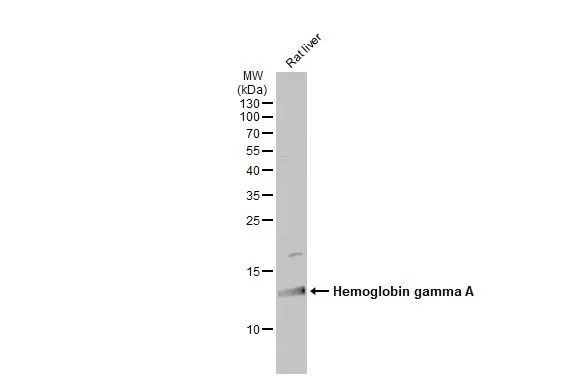 Rat tissue extract (50 μg) was separated by 15% SDS-PAGE, and the membrane was blotted with Hemoglobin gamma A antibody (GTX116413) diluted at 1:500. The HRP-conjugated anti-rabbit IgG antibody (GTX213110-01) was used to detect the primary antibody.