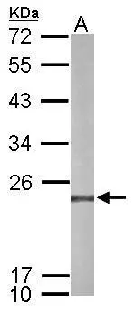 PRX IV antibody