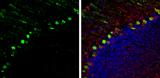 GIT2 antibody [N1N3] detects GIT2 protein expression by immunohistochemical analysis. Sample: Frozen-sectioned adult mouse cerebellum. Green: GIT2 protein stained by GIT2 antibody [N1N3] (GTX116427) diluted at 1:250. Red: NF-H, stained by NF-H antibody [GT114] (GTX634289) diluted at 1:500. Blue: Fluoroshield with DAPI (GTX30920). 
 Antigen Retrieval: Citrate buffer, pH 6.0, 10 min