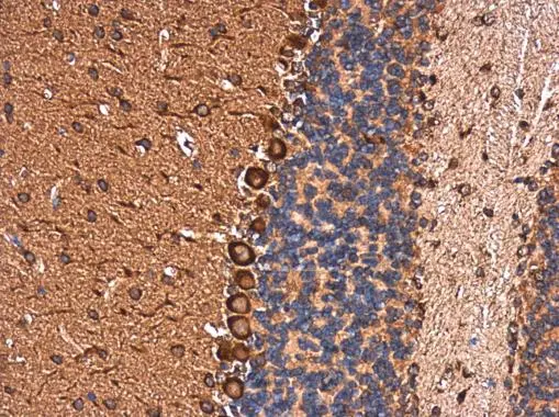 EHD4 antibody detects EHD4 protein at cytoplasm in mouse brain by immunohistochemical analysis. Sample: Paraffin-embedded mouse brain. EHD4 antibody (GTX116444) diluted at 1:500. 
 Antigen Retrieval: Trilogy? (EDTA based, pH 8.0) buffer, 15min