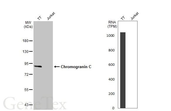 Various whole cell extracts (30 μg) were separated by 7.5% SDS-PAGE, and the membrane was blotted with Chromogranin C antibody (GTX116446) diluted at 1:1000. The HRP-conjugated anti-rabbit IgG antibody (GTX213110-01) was used to detect the primary antibody. Corresponding RNA expression data for the same cell lines are based on Human Protein Atlas program.