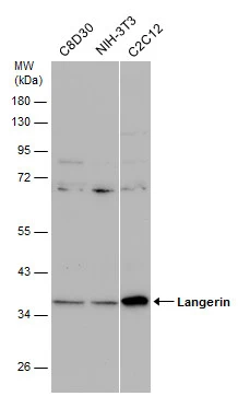 Various whole cell extracts (30 μg) were separated by 10% SDS-PAGE, and the membrane was blotted with Langerin antibody [N2C3] (GTX116461) diluted at 1:1000.