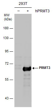 Non-transfected (–) and transfected (+) 293T whole cell extracts (30 μg) were separated by 7.5% SDS-PAGE, and the membrane was blotted with PRMT3 antibody (GTX116478) diluted at 1:1000.