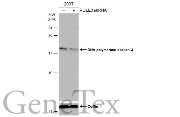 Non-transfected (–) and transfected (+) 293T whole cell extracts (30 μg) were separated by 15% SDS-PAGE, and the membrane was blotted with DNA polymerase epsilon 3 antibody [N1C3] (GTX116557) diluted at 1:2000. The HRP-conjugated anti-rabbit IgG antibody (GTX213110-01) was used to detect the primary antibody, and the signal was developed with Trident ECL plus-Enhanced.
