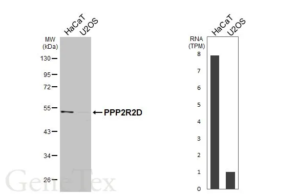 Various whole cell extracts (30 μg) were separated by 10% SDS-PAGE, and the membrane was blotted with PPP2R2D antibody [N2C3] (GTX116609) diluted at 1:1000. The HRP-conjugated anti-rabbit IgG antibody (GTX213110-01) was used to detect the primary antibody. Corresponding RNA expression data for the same cell lines are based on Human Protein Atlas program.