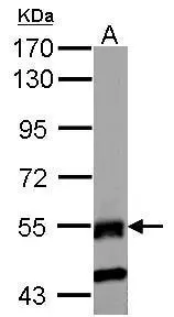 Sample (50 ug of whole cell lysate) A: mouse testis 7.5% SDS PAGE GTX116637 diluted at 1:1000