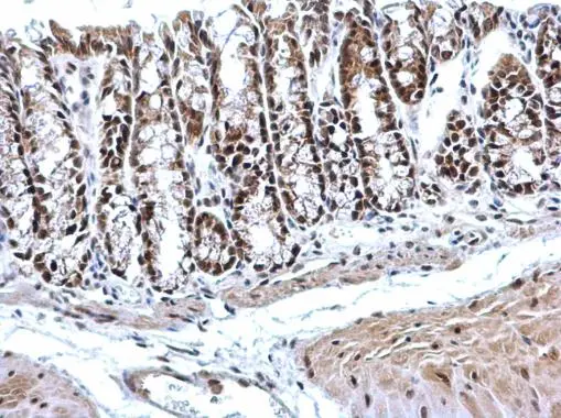 PTBP2 antibody [C1C3] detects PTBP2 protein at nucleus on mouse colon by immunohistochemical analysis. Sample: Paraffin-embedded mouse colon. PTBP2 antibody [C1C3] (GTX116703) dilution: 1:1000. 
 Antigen Retrieval: Trilogy? (EDTA based, pH 8.0) buffer, 15min