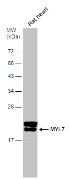 MYL7 antibody
