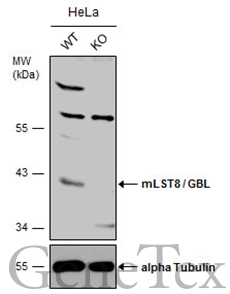Wild-type (WT) and mLST8 / GBL knockout (KO) HeLa cell extracts (30 μg) were separated by 10% SDS-PAGE, and the membrane was blotted with mLST8 / GBL antibody [N2C3] (GTX116747) diluted at 1:500. The HRP-conjugated anti-rabbit IgG antibody (GTX213110-01) was used to detect the primary antibody, and the signal was developed with Trident ECL plus-Enhanced.