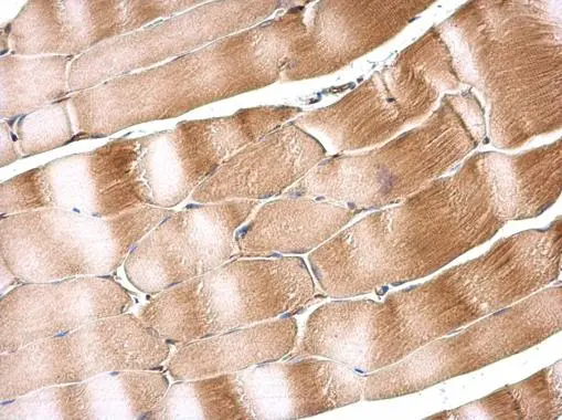 SIL1 antibody [N1N3] detects SIL1 protein at cytoplasm in rat muscle by immunohistochemical analysis. Sample: Paraffin-embedded rat muscle. SIL1 antibody [N1N3] (GTX116755) diluted at 1:500. 
 Antigen Retrieval: Citrate buffer, pH 6.0, 15 min