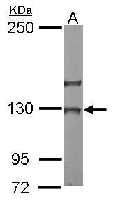 NOL6 antibody [C2C3], C-term