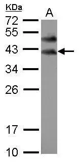 Sample (50 ug of whole cell lysate) A: mouse testis 12% SDS PAGE GTX116791 diluted at 1:1000