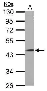 LRRC2 antibody [N2C3]