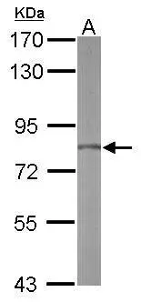 Sample (50 ug of whole cell lysate) A: mouse liver 7.5% SDS PAGE GTX116827 diluted at 1:1000