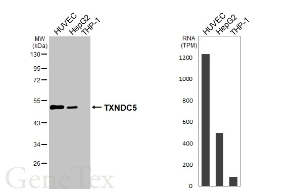 Various whole cell extracts (30 μg) were separated by 10% SDS-PAGE, and the membrane was blotted with TXNDC5 antibody (GTX116898) diluted at 1:1000. The HRP-conjugated anti-rabbit IgG antibody (GTX213110-01) was used to detect the primary antibody. Corresponding RNA expression data for the same cell lines are based on Human Protein Atlas program.