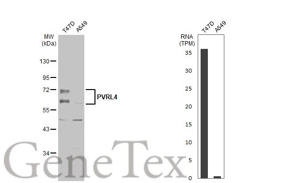 PVRL4 antibody [N1C1]