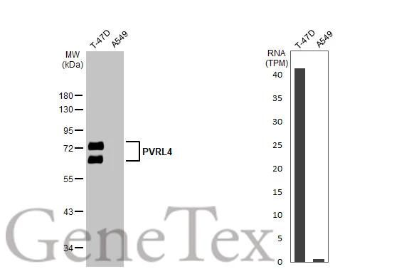 Various whole cell extracts (30 μg) were separated by 10% SDS-PAGE, and the membrane was blotted with PVRL4 antibody [N1C1] (GTX116900) diluted at 1:2000. The HRP-conjugated anti-rabbit IgG antibody (GTX213110-01) was used to detect the primary antibody. Corresponding RNA expression data for the same cell lines are based on Human Protein Atlas program.