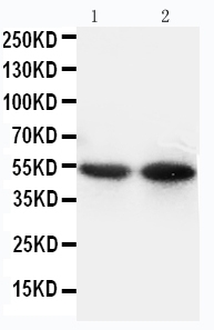 WB analysis of various samples using GTX11702 CD14 antibody. Lane 1 : mouse thymus tissue lysate Lane 2 : mouse spleen tissue lysate WB analysis of various samples using GTX11702 CD14 antibody. Lane 1 : mouse thymus tissue lysate Lane 2 : mouse spleen tissue lysate