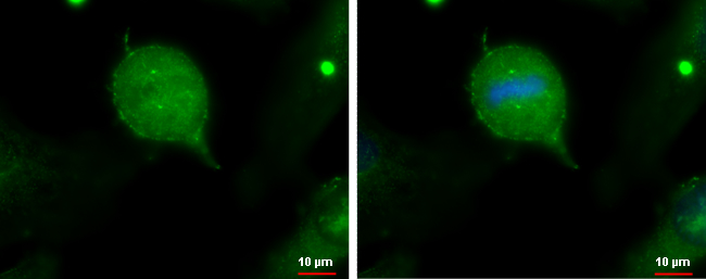 IFT20 antibody detects IFT20 protein at centrosome by immunofluorescent analysis.