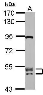 Sample (50 ug of whole cell lysate) A: mouse brain 7.5% SDS PAGE GTX117035 diluted at 1:1000