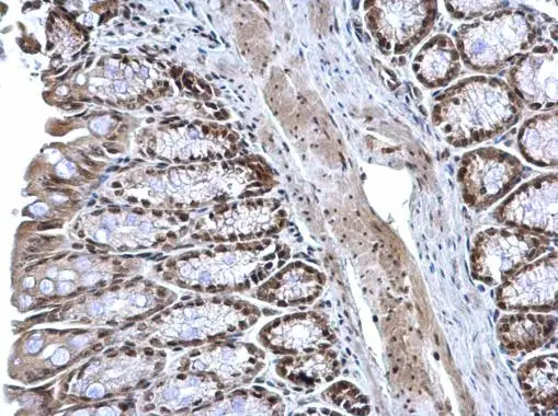 ZFP82 antibody detects ZFP82 protein at nucleus on mouse colon by immunohistochemical analysis. Sample: Paraffin-embedded mouse colon. ZFP82 antibody (GTX117099) dilution: 1:1000. 
 Antigen Retrieval: Trilogy? (EDTA based, pH 8.0) buffer, 15min