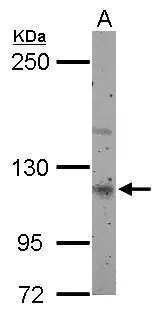 Sample (50 ug of whole cell lysate) A: mouse lung 5% SDS PAGE GTX117155 diluted at 1:500