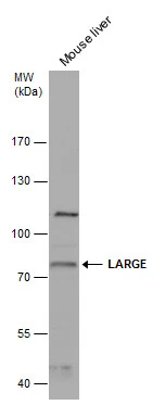 LARGE antibody detects LARGE protein by western blot analysis. Mouse tissue extracts (50 μg) was separated by 7.5 % SDS-PAGE, and the membrane was blotted with LARGE antibody (GTX117180) at a dilution of 1:1000.