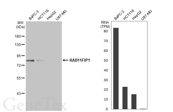 Various whole cell extracts (30 μg) were separated by 7.5% SDS-PAGE, and the membrane was blotted with RAB11FIP1 antibody [N1N2], N-term (GTX117197) diluted at 1:1000. The HRP-conjugated anti-rabbit IgG antibody (GTX213110-01) was used to detect the primary antibody. Corresponding RNA expression data for the same cell lines are based on Human Protein Atlas program.