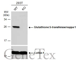 Wild-type (WT) and Glutathione S-transferase kappa 1 knockout (KO) 293T cell extracts (30 μg) were separated by 12% SDS-PAGE, and the membrane was blotted with Glutathione S-transferase kappa 1 antibody (GTX117326) diluted at 1:1000. The HRP-conjugated anti-rabbit IgG antibody (GTX213110-01) was used to detect the primary antibody.