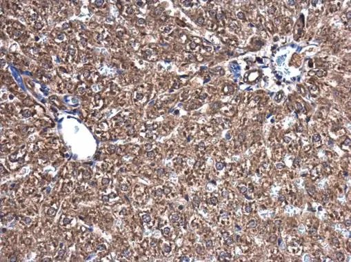 Visfatin antibody [N1N3] detects Visfatin protein at cytoplasm in rat liver by immunohistochemical analysis. Sample: Paraffin-embedded rat liver. Visfatin antibody [N1N3] (GTX117444) diluted at 1:500. 
 Antigen Retrieval: Citrate buffer, pH 6.0, 15 min
