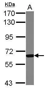 GCKR antibody