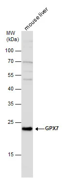 GPX7 antibody