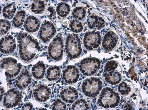 HP1 gamma antibody detects HP1 gamma protein at nucleus in mouse duodenum by immunohistochemical analysis. Sample: Paraffin-embedded mouse duodenum. HP1 gamma antibody (GTX117561) diluted at 1:500. 
 Antigen Retrieval: Citrate buffer, pH 6.0, 15 min