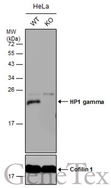 Wild-type (WT) and HP1 gamma knockout (KO) HeLa cell extracts (30 μg) were separated by 15% SDS-PAGE, and the membrane was blotted with HP1 gamma antibody (GTX117561) diluted at 1:20000. The HRP-conjugated anti-rabbit IgG antibody (GTX213110-01) was used to detect the primary antibody.