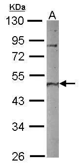 Sample (50 ug of whole cell lysate) A: mouse brain 10% SDS PAGE GTX117650 diluted at 1:1000