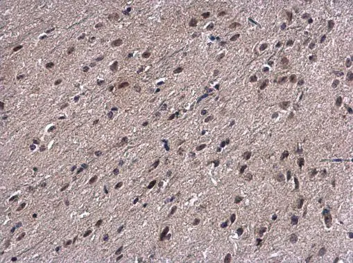 Proteasome 20S beta 7 antibody [N2C3] detects Proteasome 20S beta 7 protein at cytoplasm and nucleus on mouse brain by immunohistochemical analysis. Sample: Paraffin-embedded mouse brain. Proteasome 20S beta 7 antibody [N2C3] (GTX117690) diluted at 1:500. 
 Antigen Retrieval: Trilogy? (EDTA based, pH 8.0) buffer, 15min