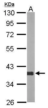 Sample (20 ug of whole cell lysate) A: mouse liver 10% SDS PAGE GTX117738 diluted at 1:10000