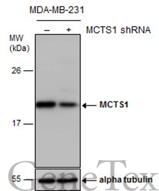 Non-transfected (–) and transfected (+) MDA-MB-231 whole cell extracts (30 μg) were separated by 12% SDS-PAGE, and the membrane was blotted with MCTS1 antibody [N1C3] (GTX117793) diluted at 1:500. The HRP-conjugated anti-rabbit IgG antibody (GTX213110-01) was used to detect the primary antibody.