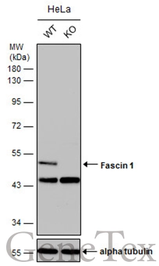 Wild-type (WT) and Fascin 1 knockout (KO) HeLa cell extracts (30 μg) were separated by 10% SDS-PAGE, and the membrane was blotted with Fascin 1 antibody (GTX117805) diluted at 1:2000. The HRP-conjugated anti-rabbit IgG antibody (GTX213110-01) was used to detect the primary antibody.