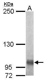 EGFLAM antibody [C2C3], C-term