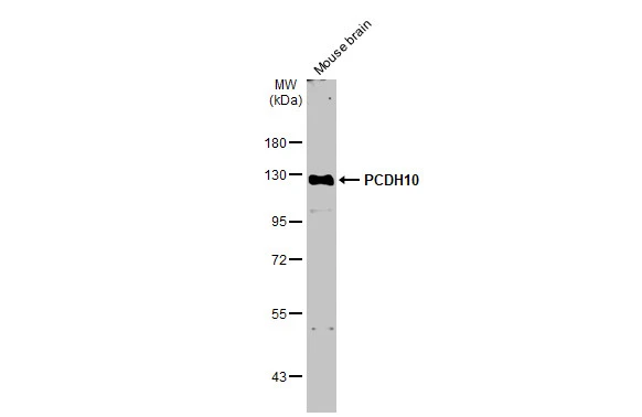 PCDH10 antibody [N1N2], N-term