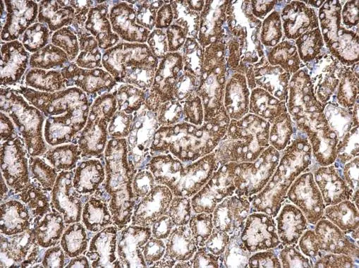 CHRDL1 antibody detects CHRDL1 protein at cytosol on mouse kidney by immunohistochemical analysis. Sample: Paraffin-embedded mouse kidney. CHRDL1 antibody (GTX117884) dilution: 1:500. 
 Antigen Retrieval: Trilogy? (EDTA based, pH 8.0) buffer, 15min