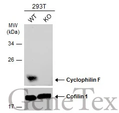 Wild-type (WT) and Cyclophilin F knockout (KO) 293T cell extracts (30 μg) were separated by 12% SDS-PAGE, and the membrane was blotted with Cyclophilin F antibody (GTX117951) diluted at 1:5000. The HRP-conjugated anti-rabbit IgG antibody (GTX213110-01) was used to detect the primary antibody.