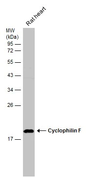 Rat tissue extract (50 μg) was separated by 12% SDS-PAGE, and the membrane was blotted with Cyclophilin F antibody (GTX117951) diluted at 1:500. The HRP-conjugated anti-rabbit IgG antibody (GTX213110-01) was used to detect the primary antibody.