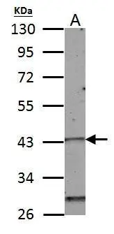 Homeobox C10 antibody detects Homeobox C10 protein by western blot analysis. A.50 μg mouse muscle lysate/extract 10% SDS-PAGE Homeobox C10 antibody (GTX118025) dilution: 1:1000 The HRP-conjugated anti-rabbit IgG antibody (GTX213110-01) was used to detect the primary antibody.