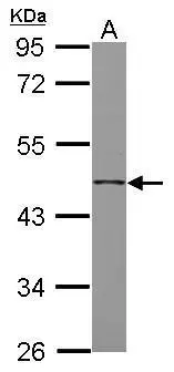 FSTL1 antibody [N1C3]