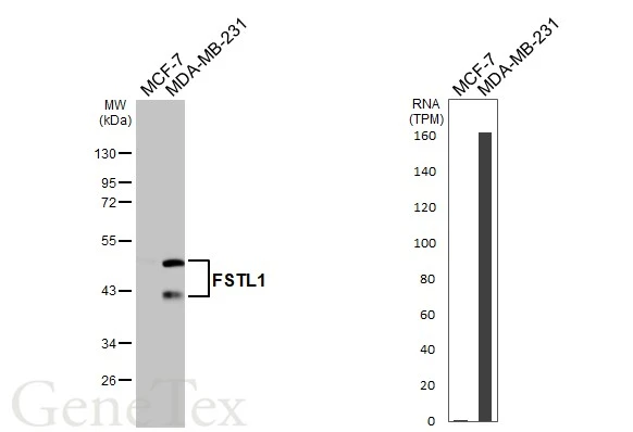 Various whole cell extracts (30 μg) were separated by 10% SDS-PAGE, and the membrane was blotted with FSTL1 antibody [N1C3] (GTX118134) diluted at 1:1000. The HRP-conjugated anti-rabbit IgG antibody (GTX213110-01) was used to detect the primary antibody. Corresponding RNA expression data for the same cell lines are based on Human Protein Atlas program.