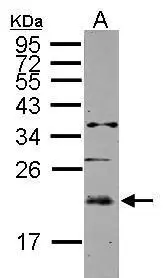 Sample (50 ug of whole cell lysate) A: mouse muscle 12% SDS PAGE GTX118155 diluted at 1:2000