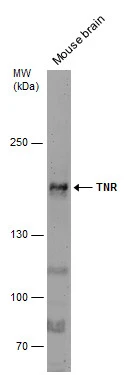 Mouse tissue extract (50 μg) was separated by 5% SDS-PAGE, and the membrane was blotted with TNR antibody [C1C2], Internal (GTX118246) diluted at 1:500.