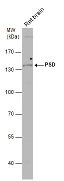 PSD antibody [C1C3]